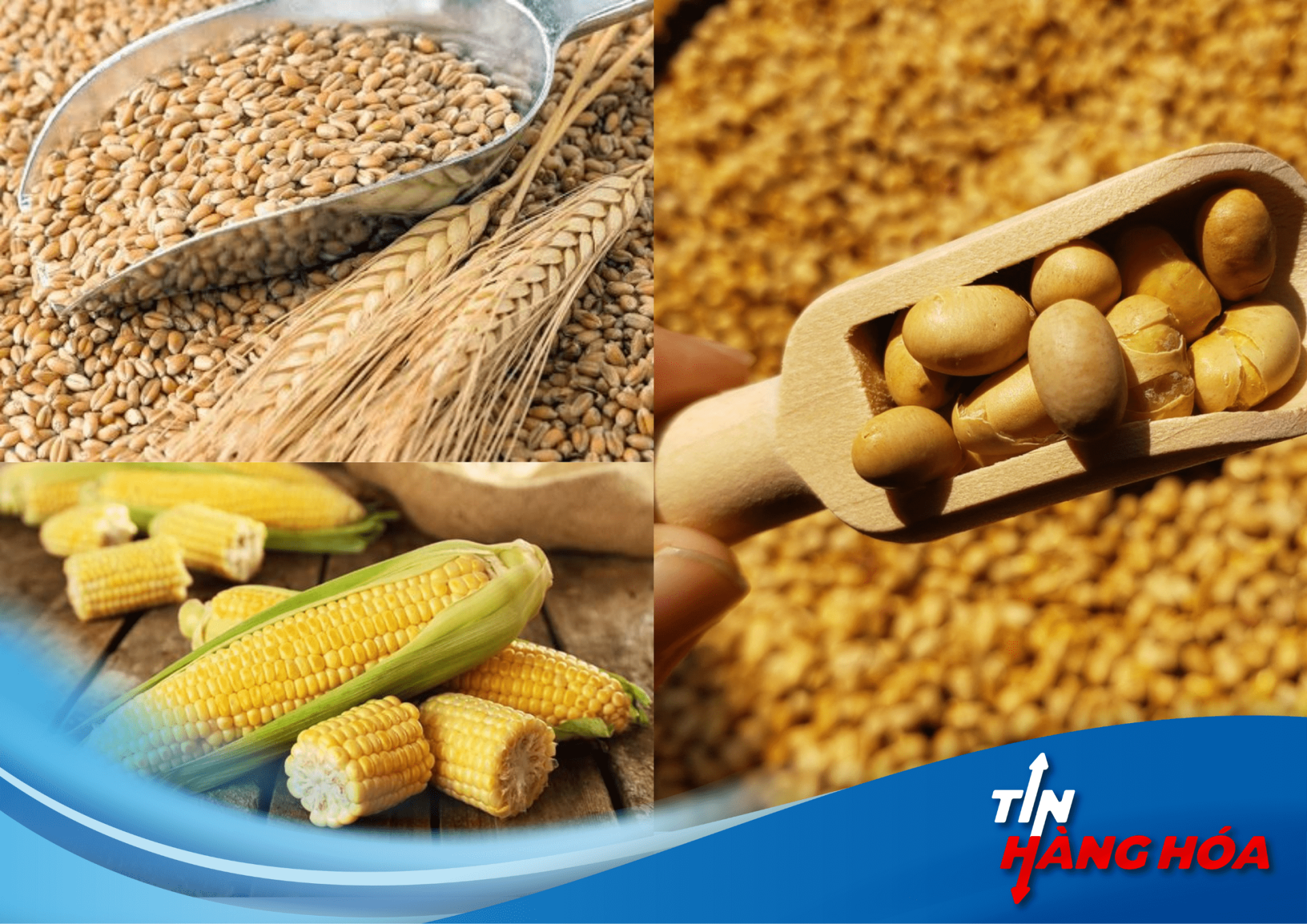 L&uacute;a m&igrave;, ng&ocirc;, đậu tương